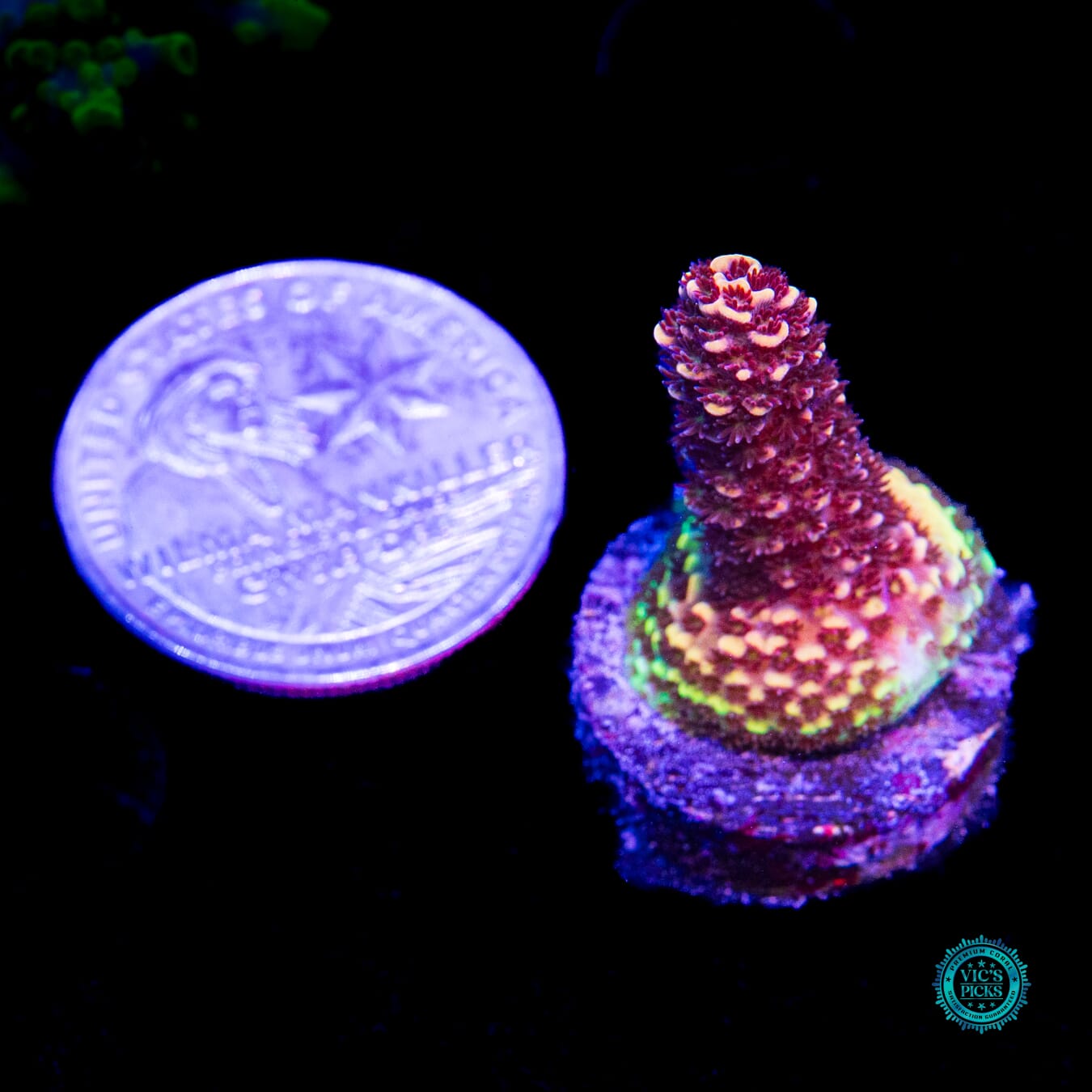 Sweet N' Sour Acropora - Daylight Photo