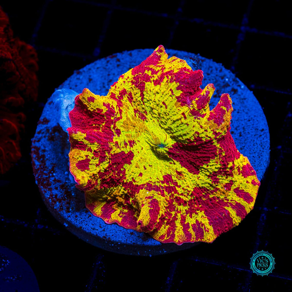 Ultra Jawbreaker Mushroom - Actinic Photo
