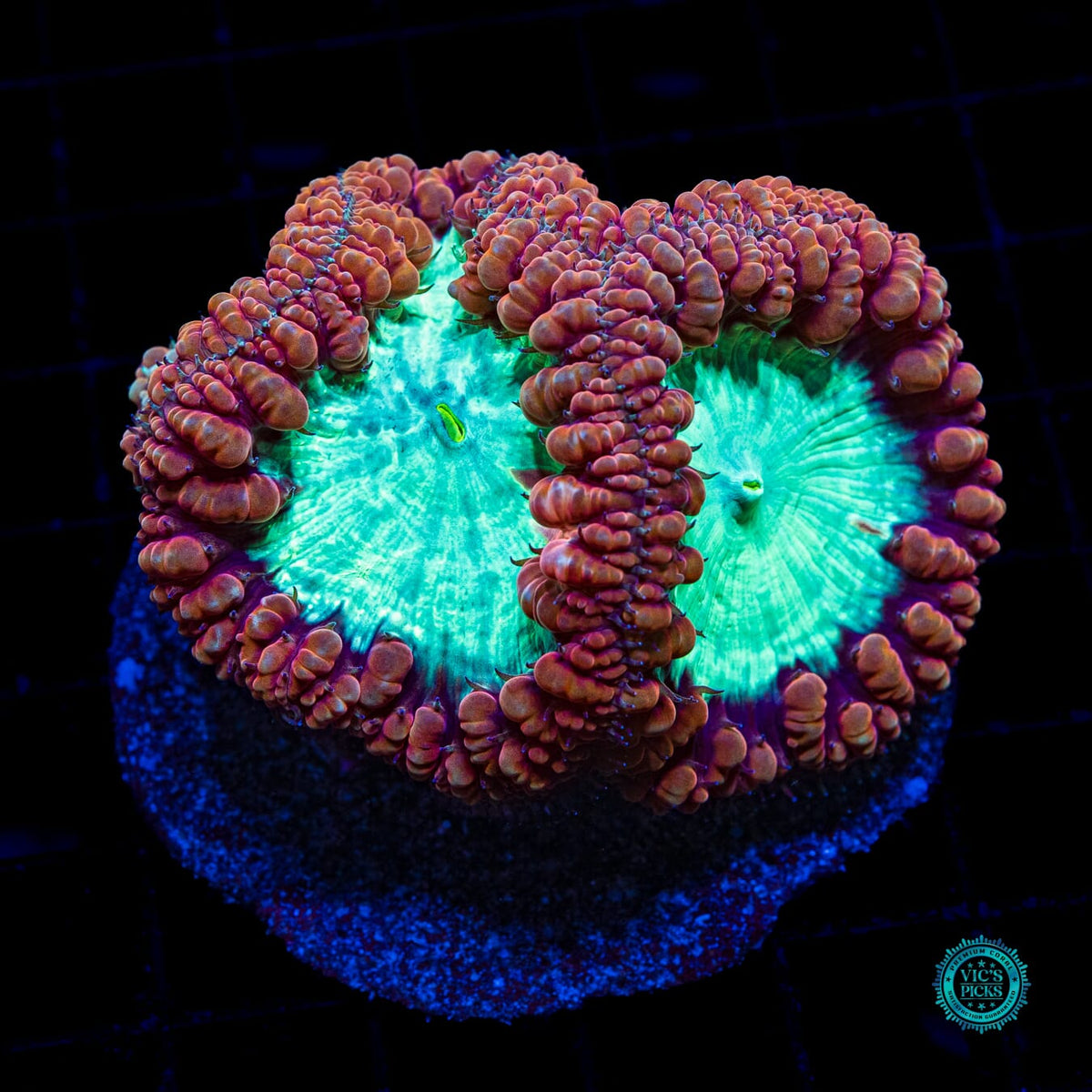 Lunar Storm Blastomussa - Actinic Photo
