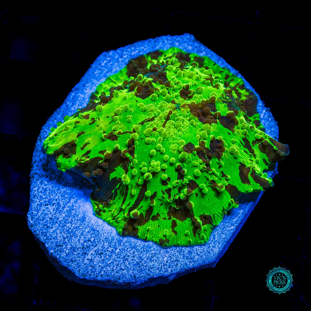 Kryptonite Jawbreaker Mushroom - Actinic Photo
