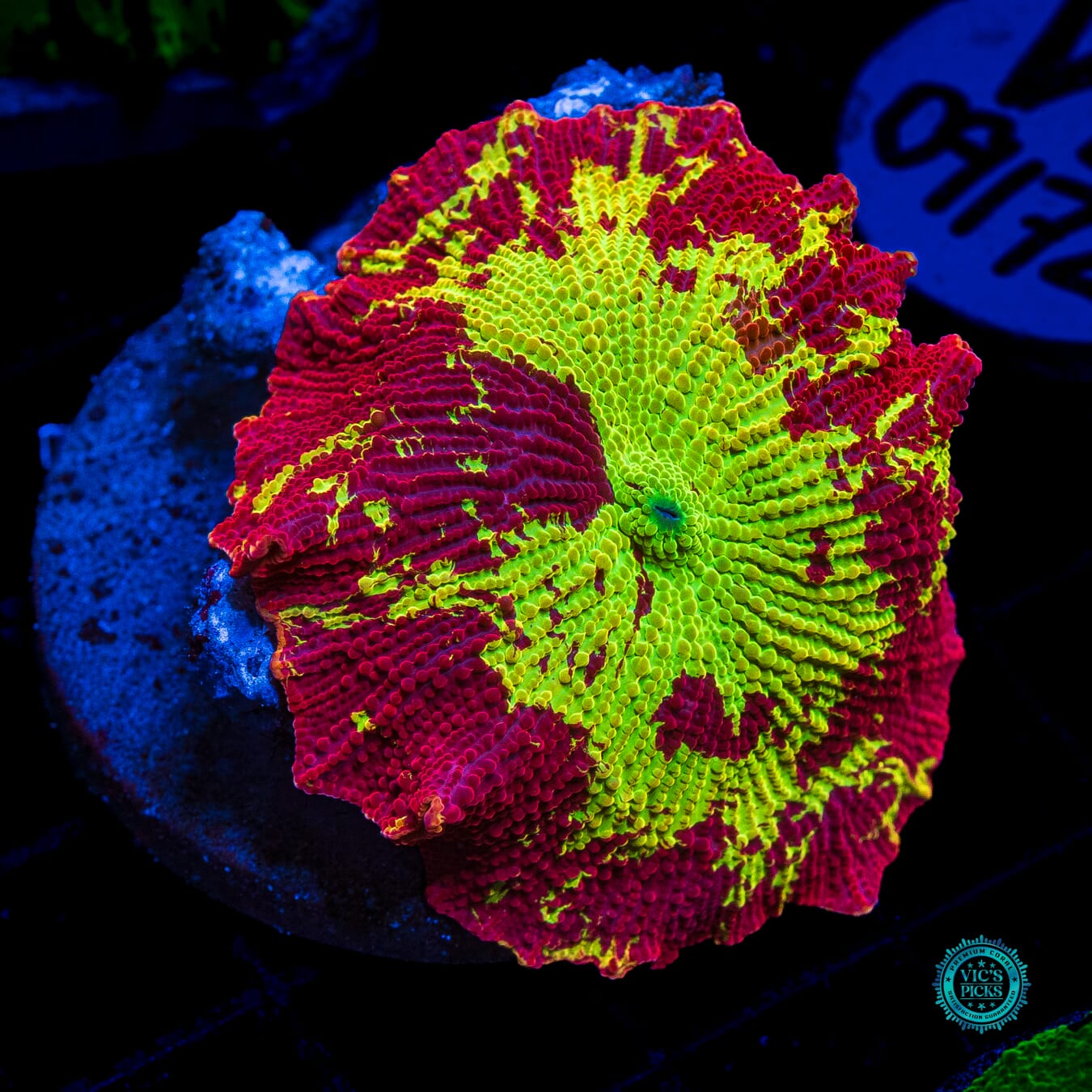Jawbreaker Mushroom - Actinic Photo
