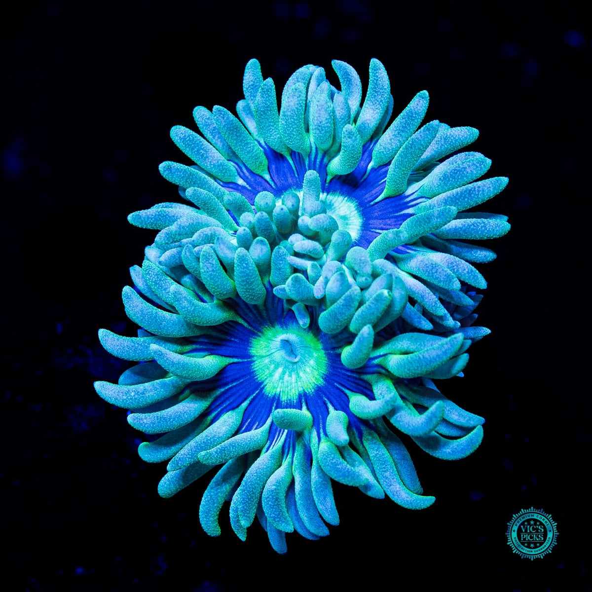WWC Sapphire Halo Duncan - Actinic Photo