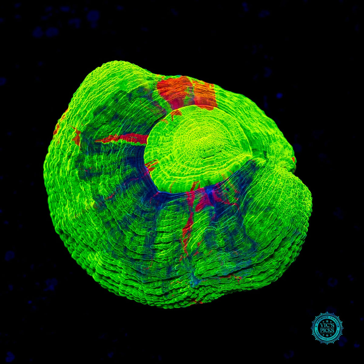 Super Bleeding Apple Scolymia - Actinic Photo
