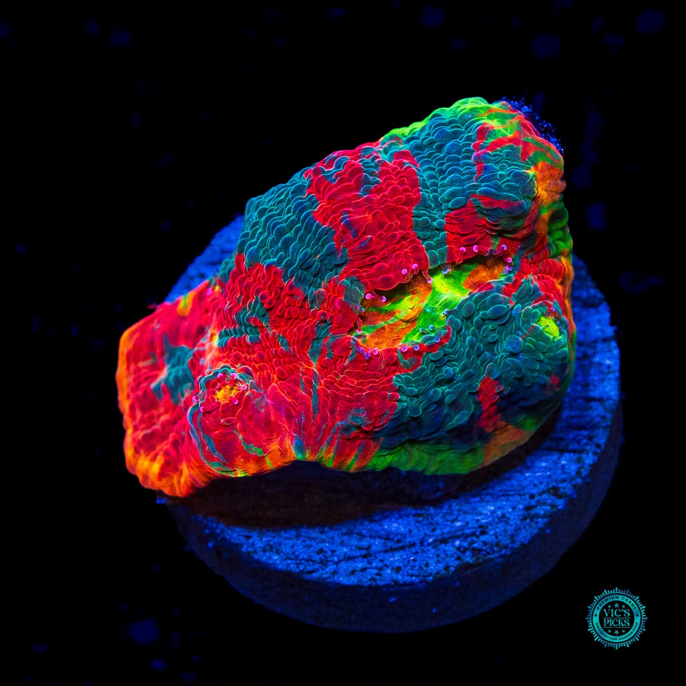 WWC Knockout Rainbow Chalice - Actinic Photo