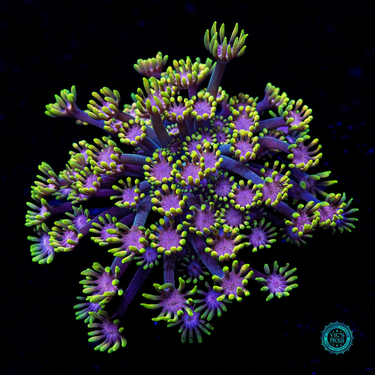 WWC Guava Berry Alveopora - Actinic Photo
