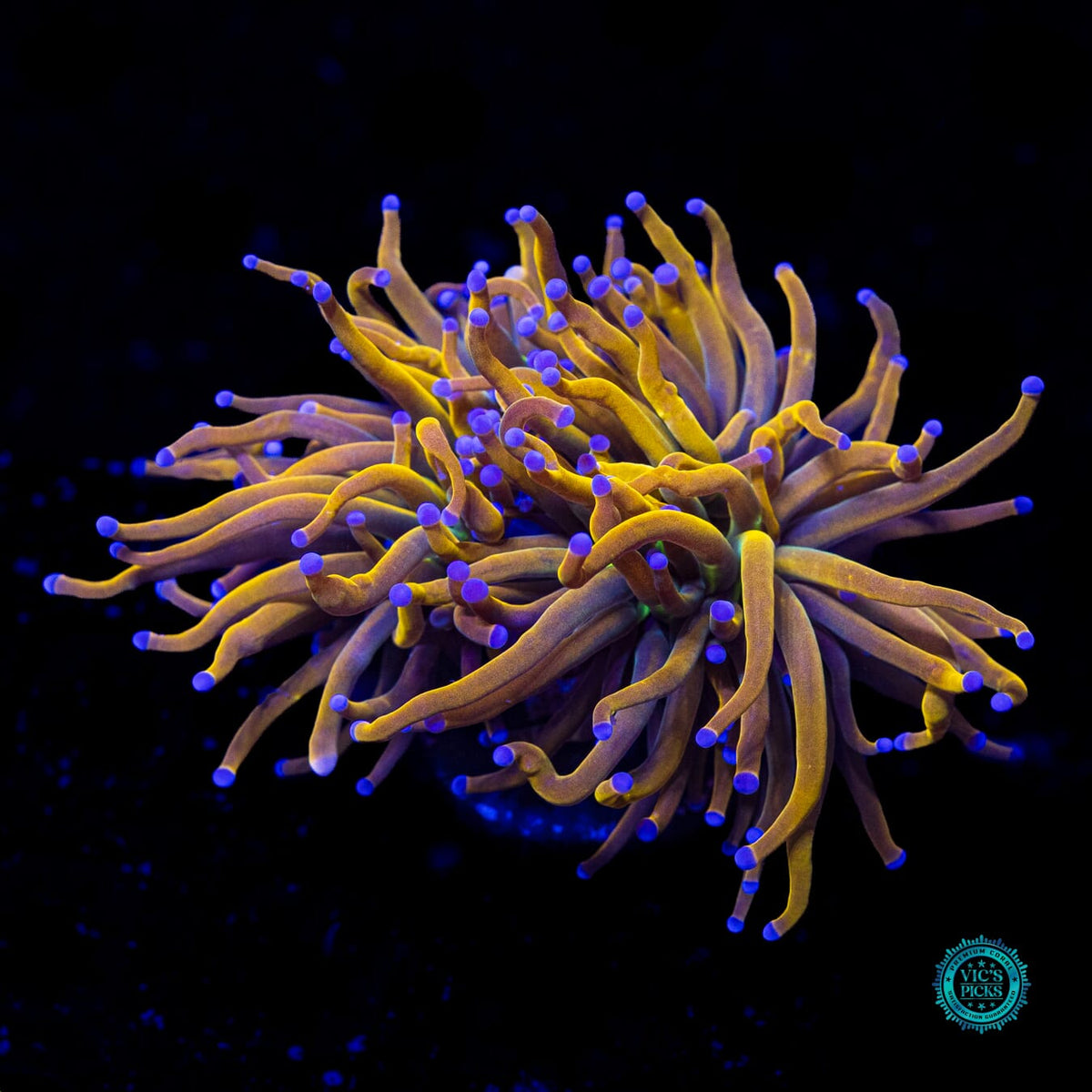 Rapunzel Torch - Actinic Photo