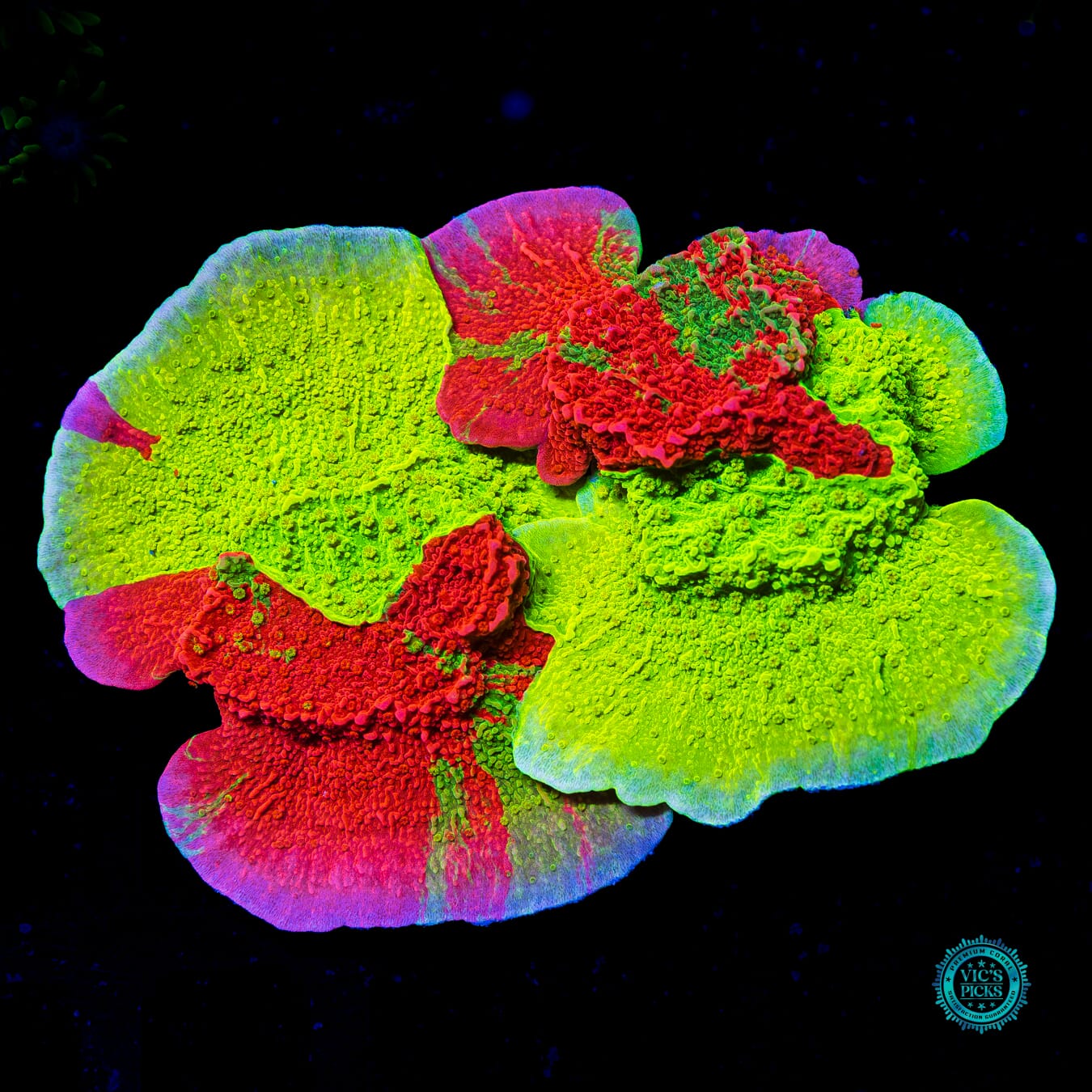 WWC Triple Threat Grafted Montipora - Actinic Photo