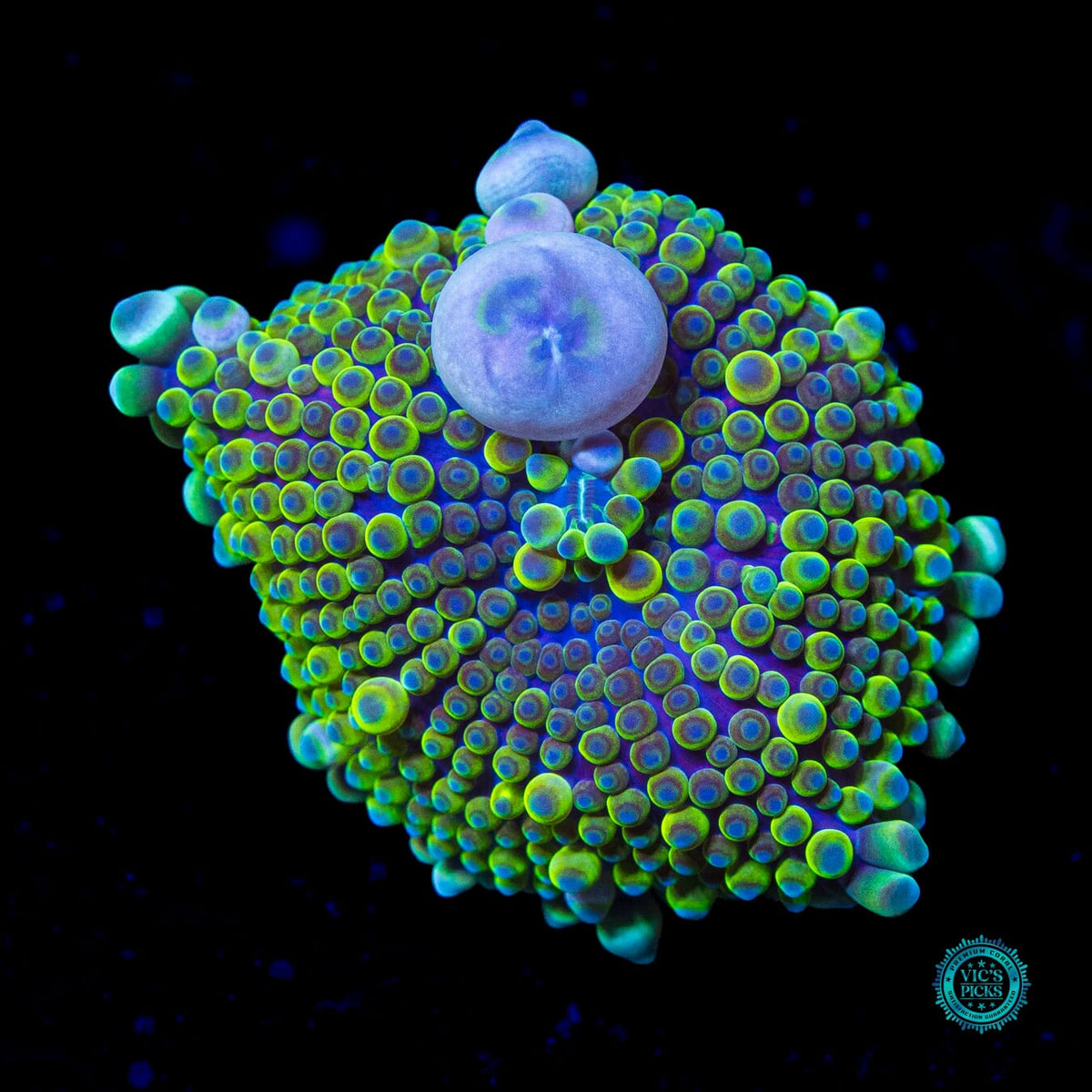 Swamp Berry Bouncing Yuma Mushroom - Actinic Photo