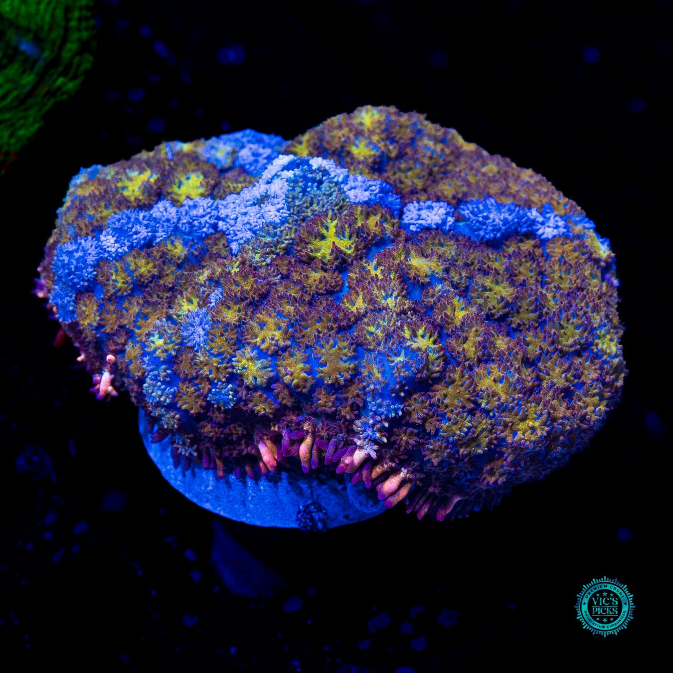 Gilded River Carpet Mushroom - Actinic Photo