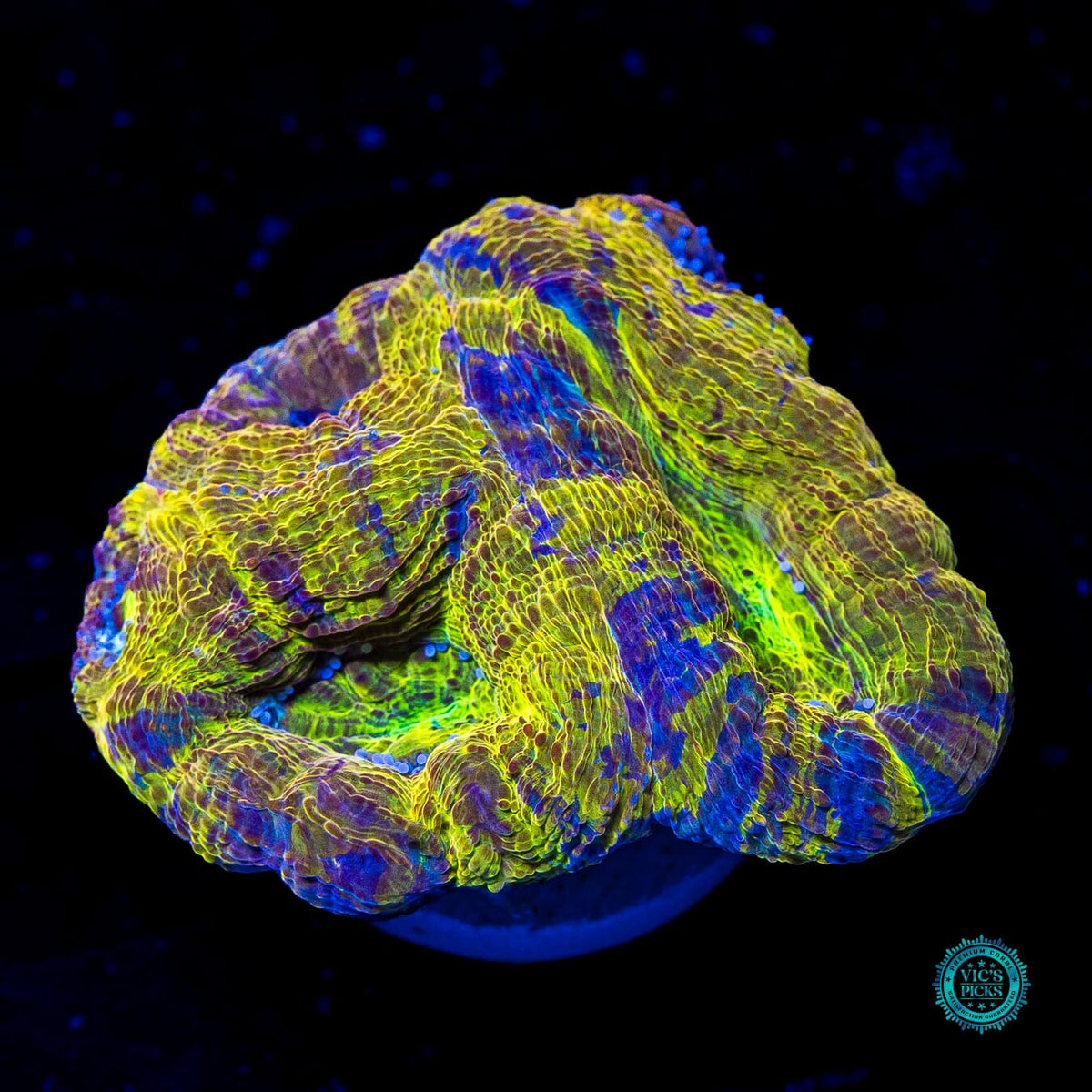 Plasmadrive Bowerbanki - Actinic Photo