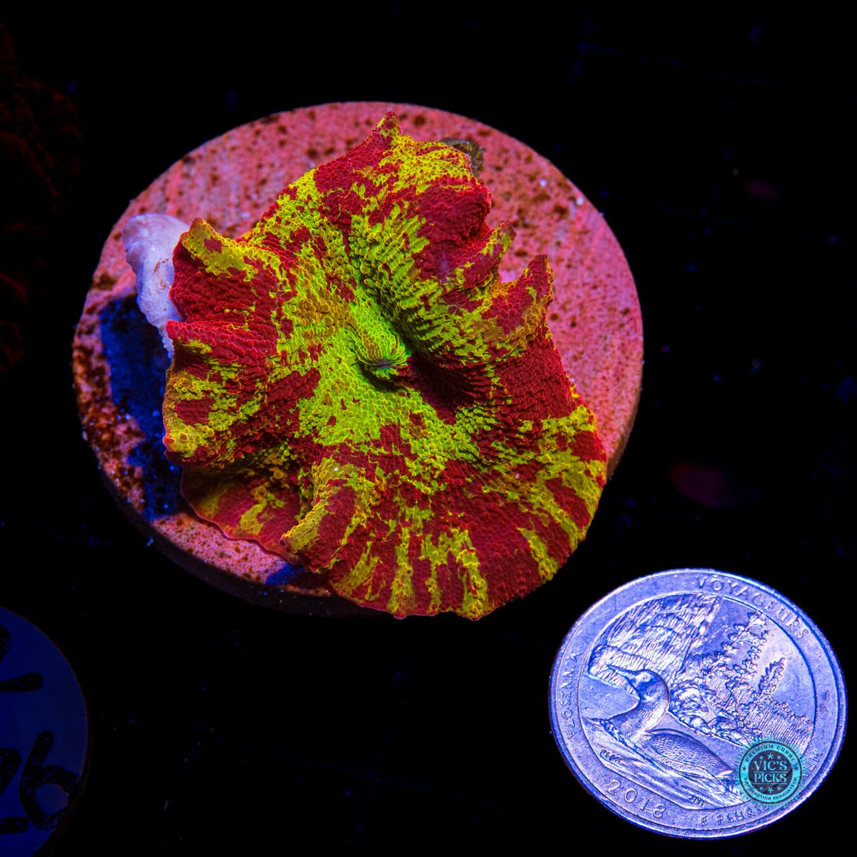 Ultra Jawbreaker Mushroom - Daylight Photo