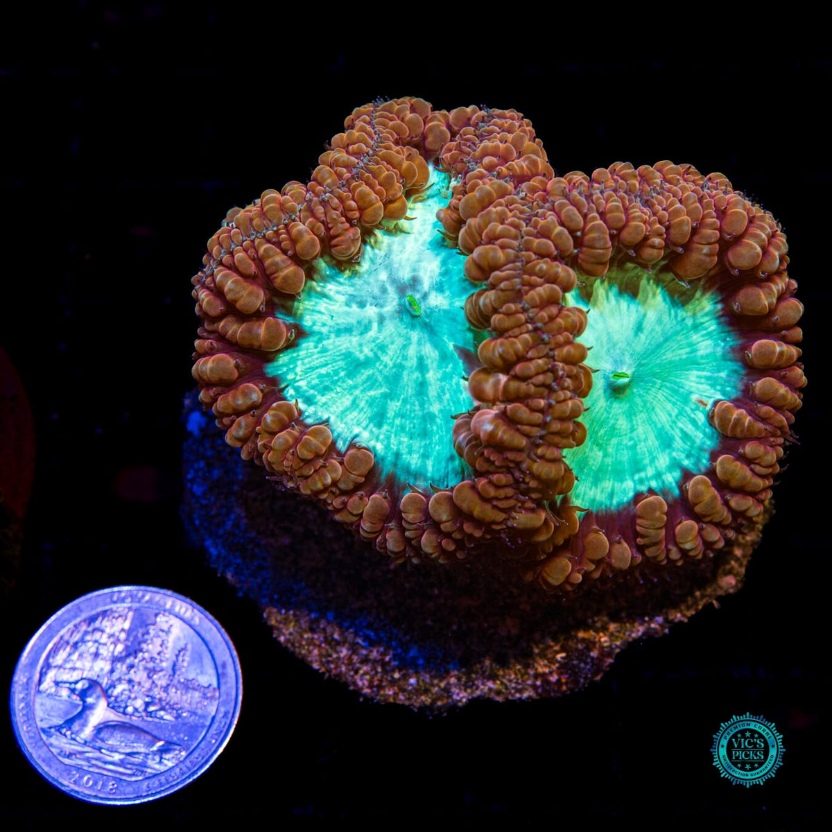 Lunar Storm Blastomussa - Daylight Photo