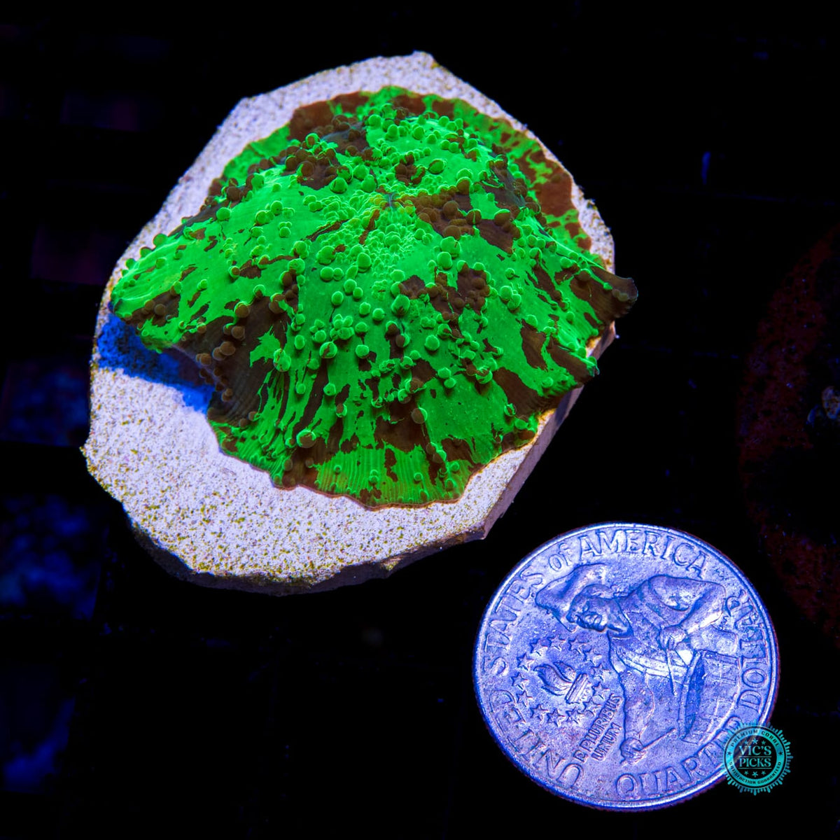 Kryptonite Jawbreaker Mushroom - Daylight Photo