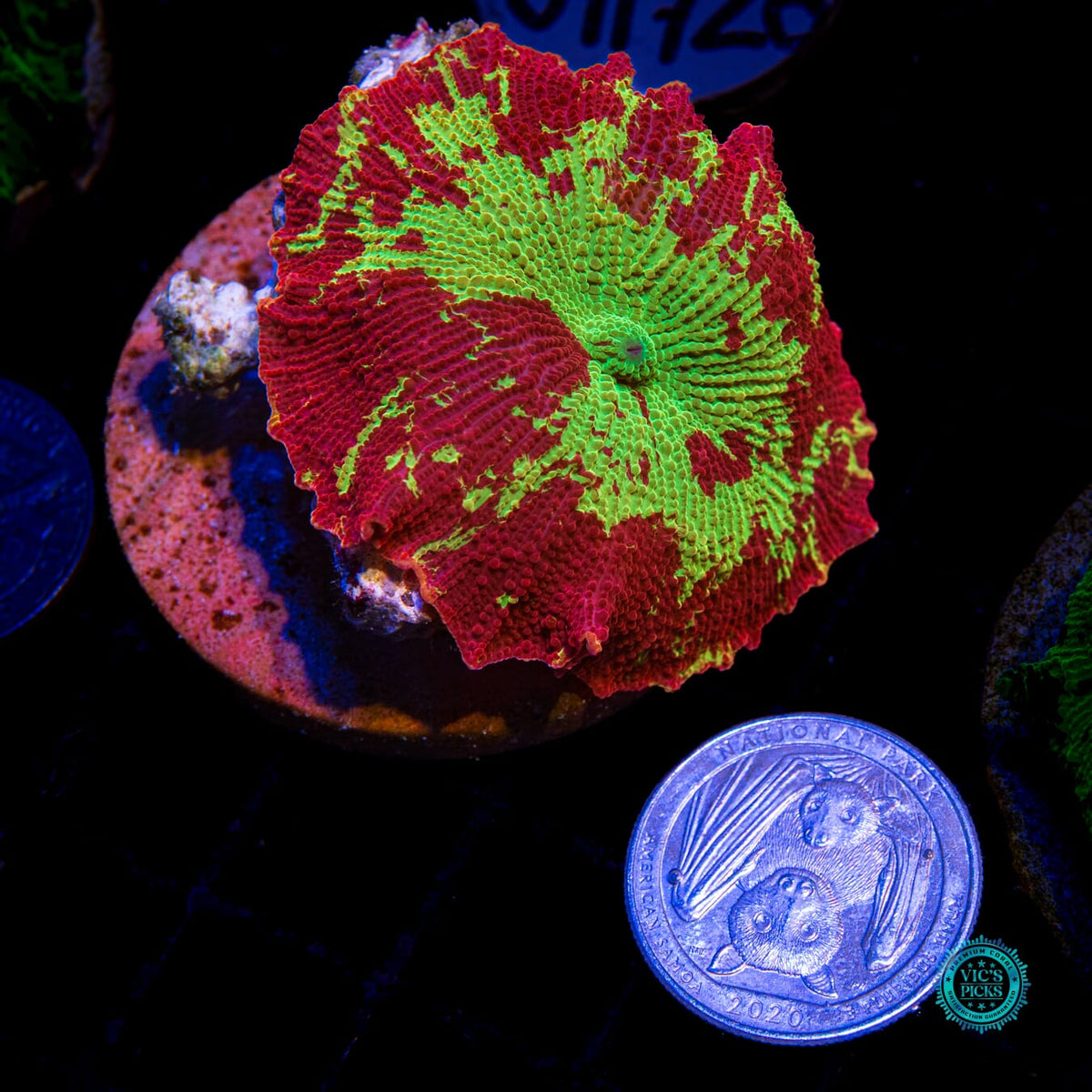 Jawbreaker Mushroom - Daylight Photo