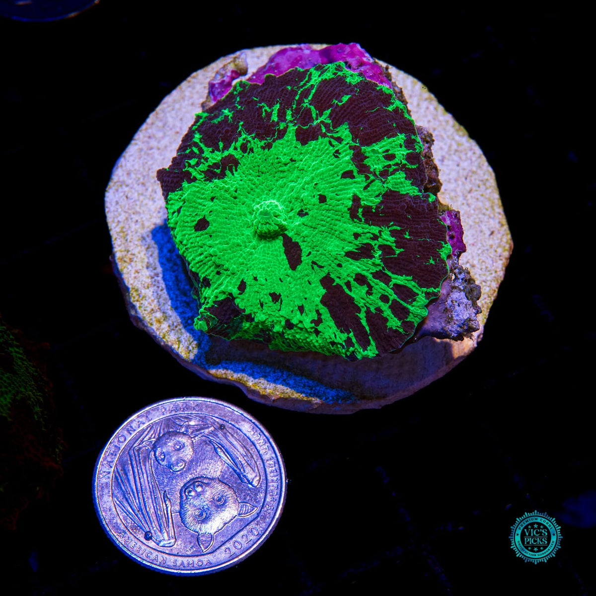 Toxic Kryptonite Jawbreaker Mushroom - Daylight Photo