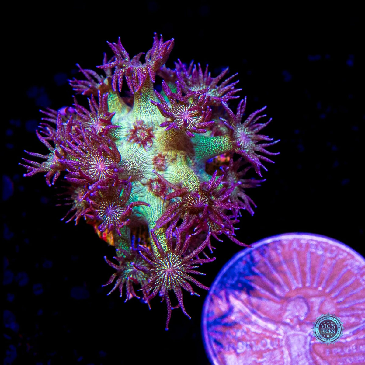 WWC Super Nova Glitter Goniopora - Daylight Photo