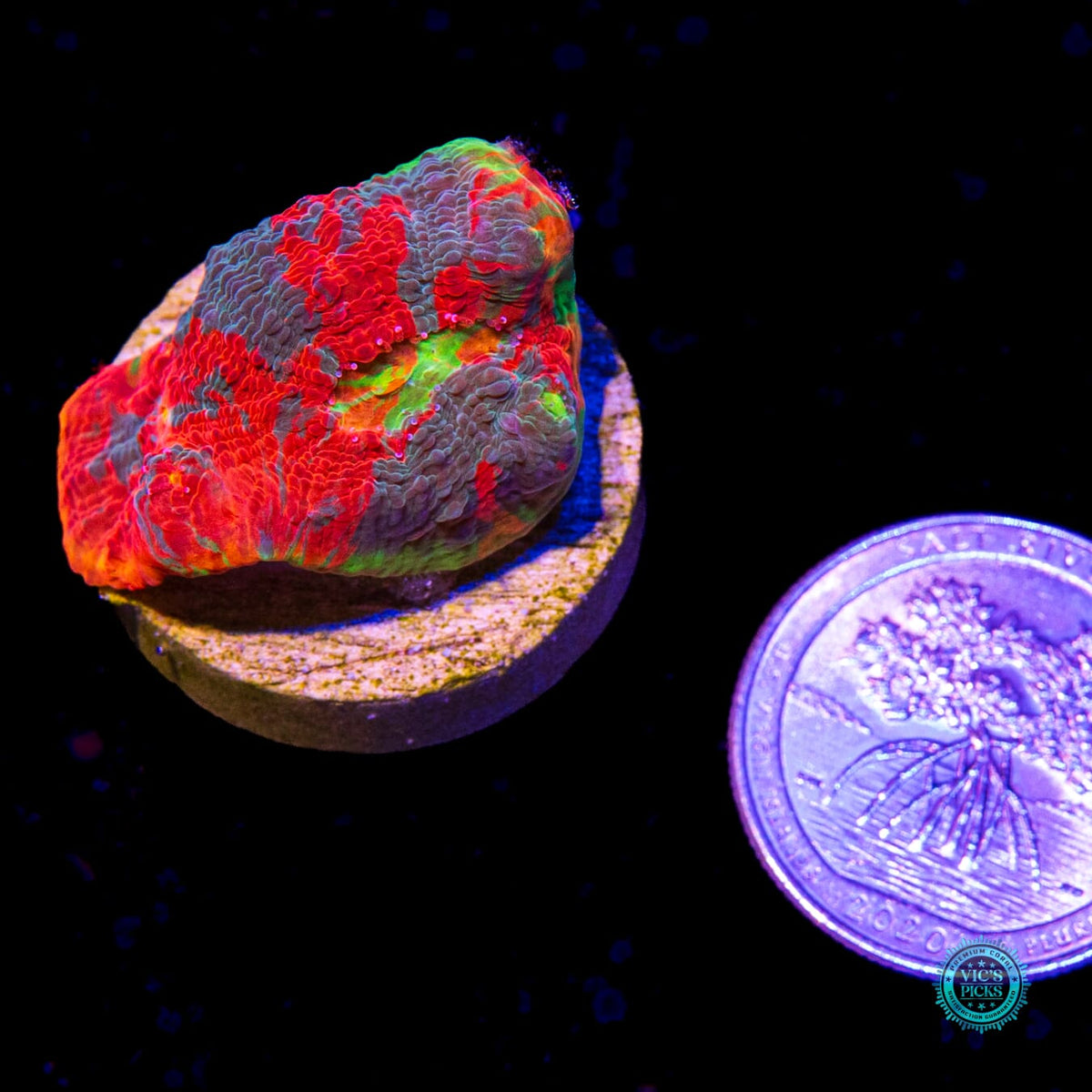 WWC Knockout Rainbow Chalice - Daylight Photo