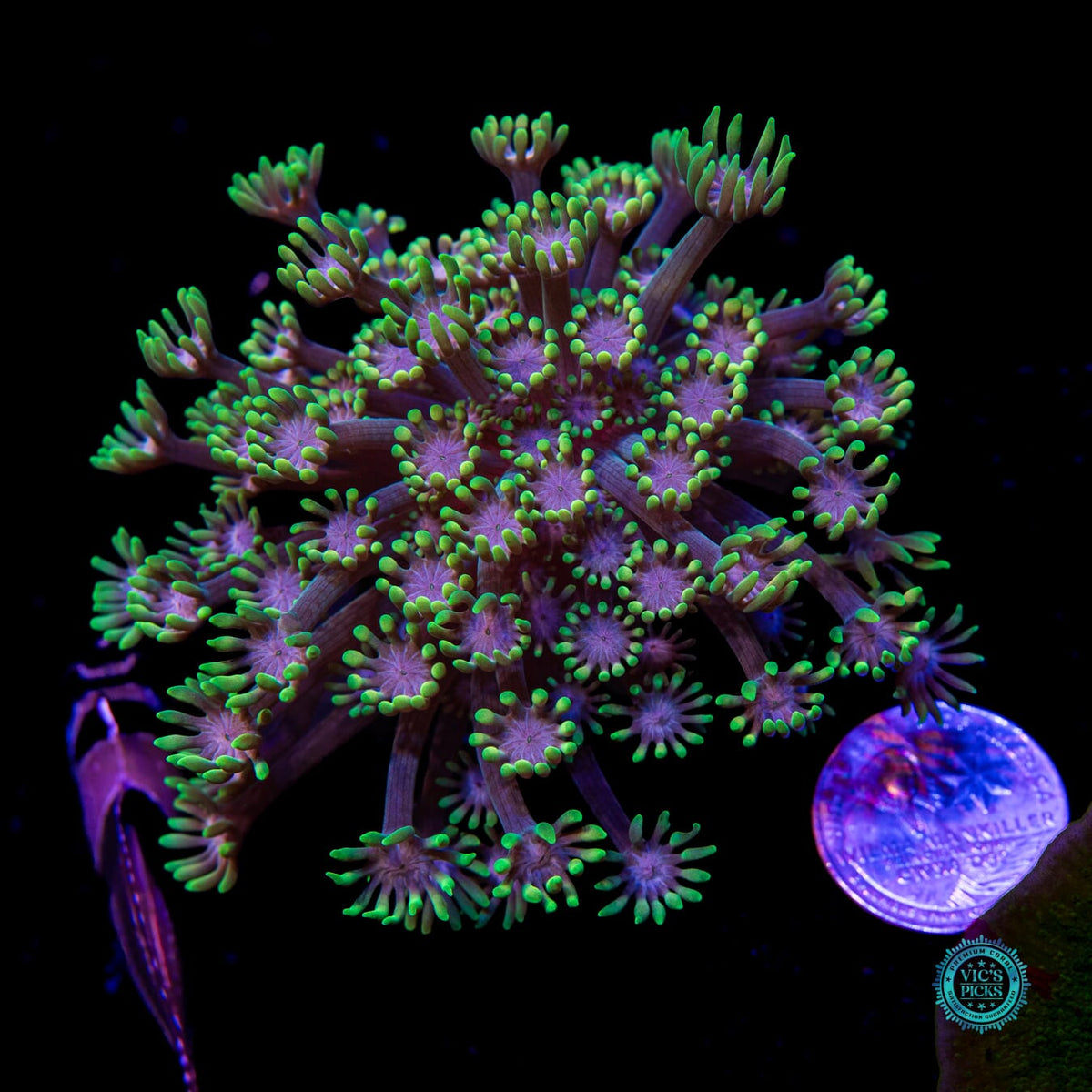 WWC Guava Berry Alveopora - Daylight Photo