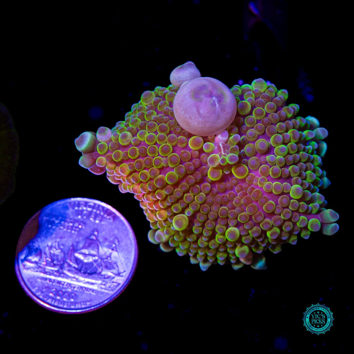 Swamp Berry Bouncing Yuma Mushroom - Daylight Photo