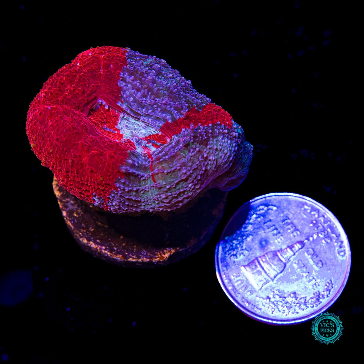 Scarlet Nebula Bowerbanki - Daylight Photo