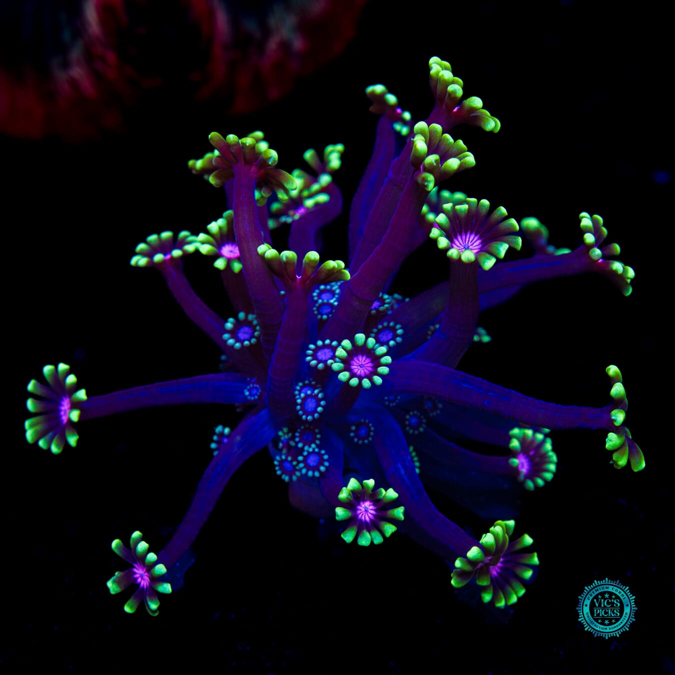 WWC Macho Man Alveopora - Actinic Photo
