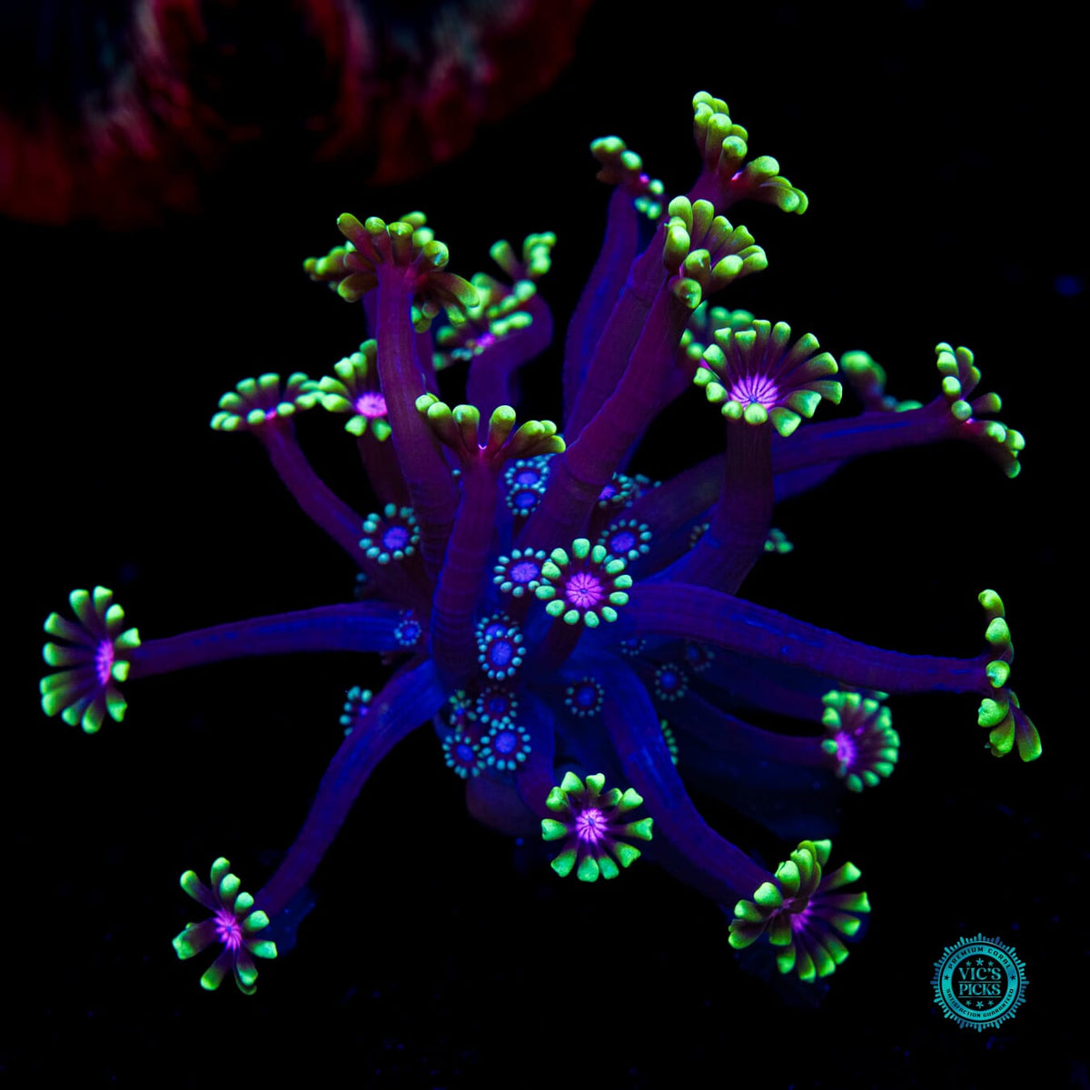 WWC Macho Man Alveopora - Actinic Photo