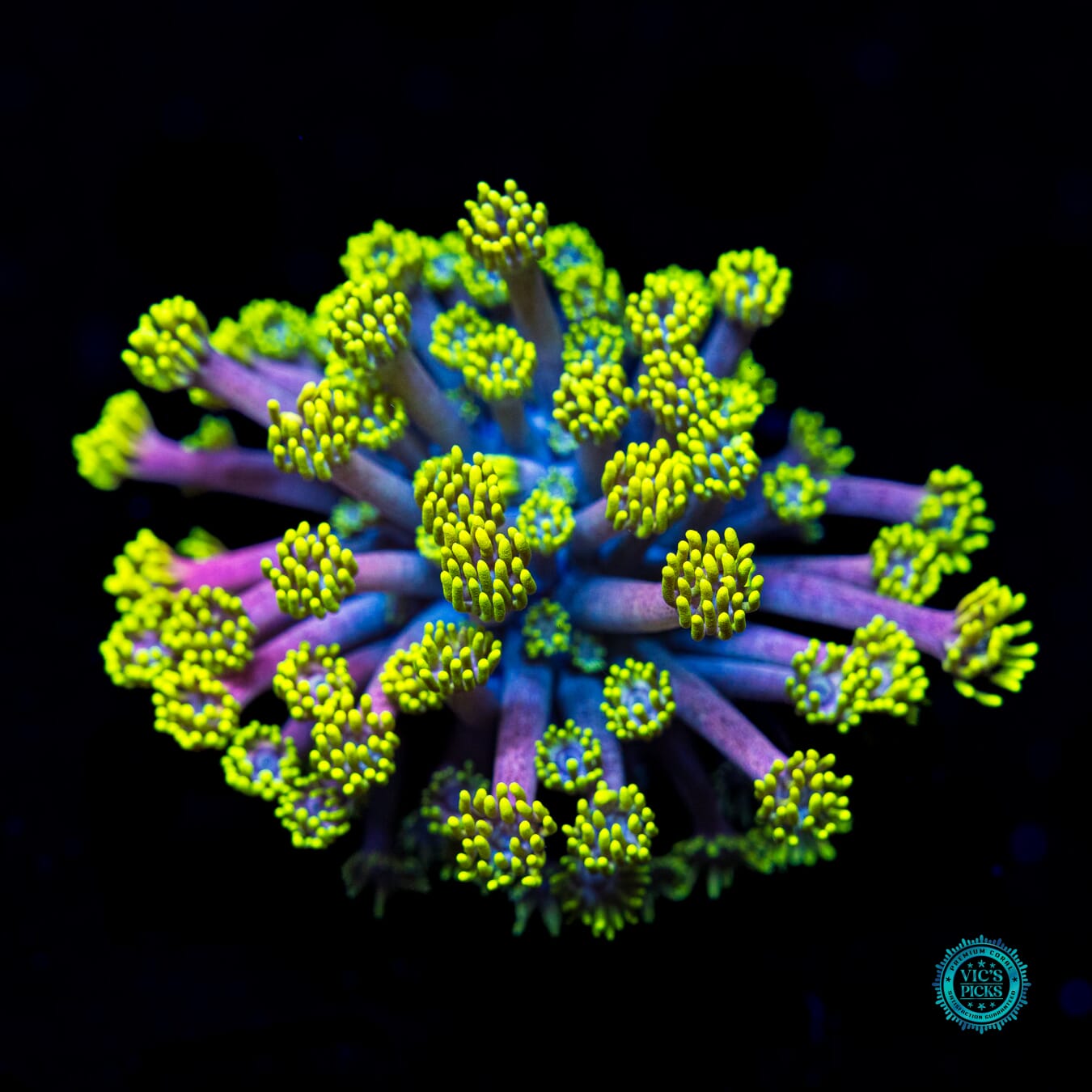 WWC Hail Hydra Goniopora - Actinic Photo