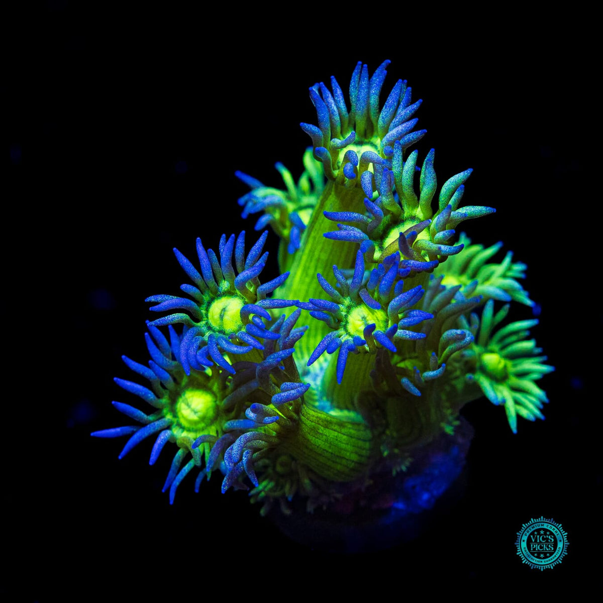 Blueberry Shadow Goniopora - Actinic Photo