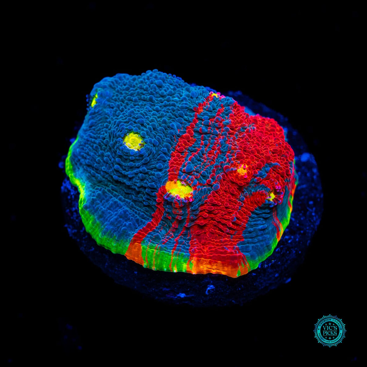WWC Supa Fly Rainbow Chalice - Actinic Photo