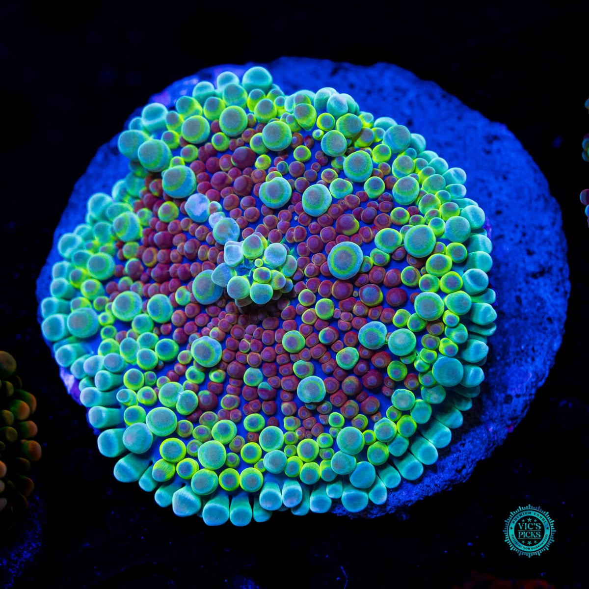 Alien Rave Yuma Mushroom - Actinic Photo