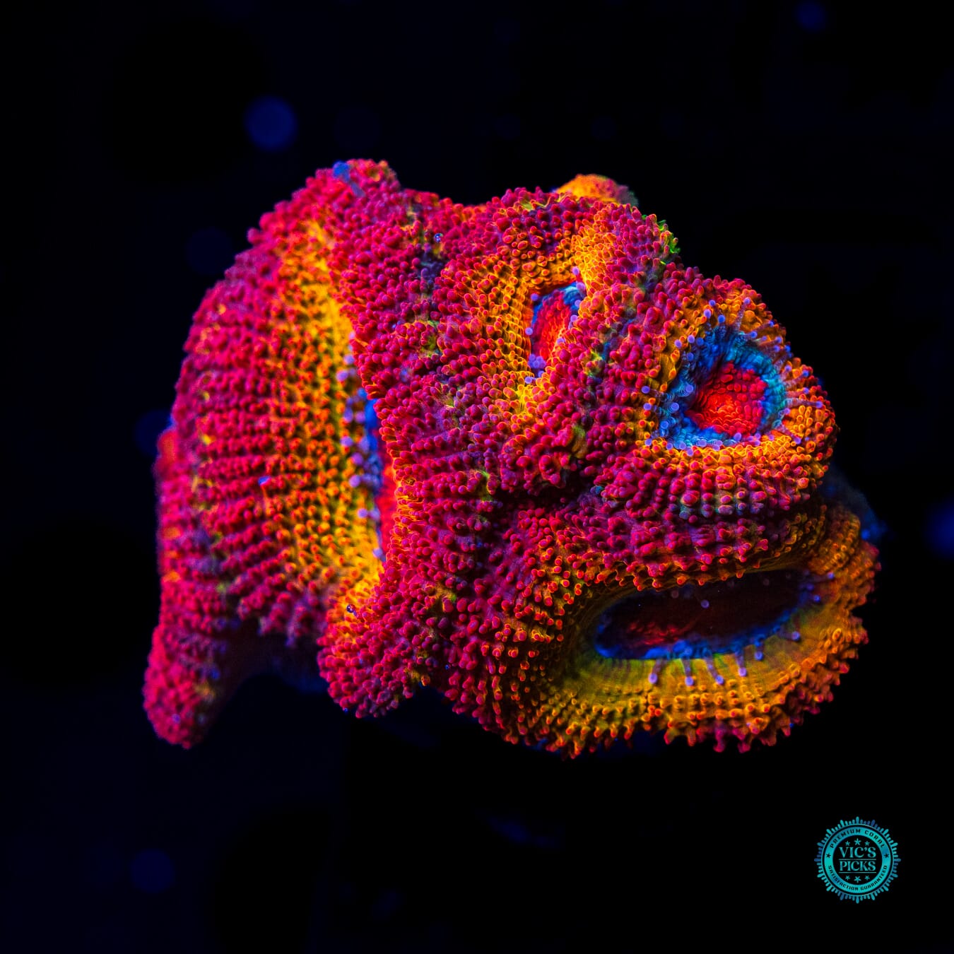 WWC Solar Flare Aussie Lord - Actinic Photo
