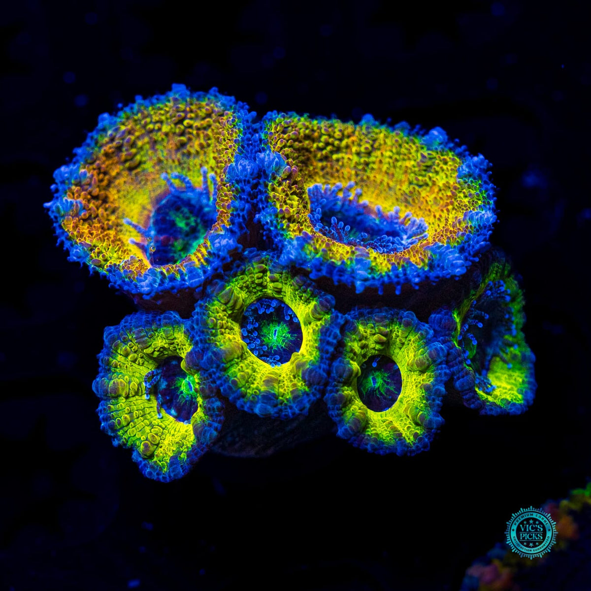 Lemon Bomb Aussie Lord - Actinic Photo