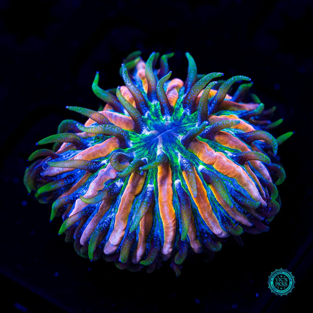 Baby Pink Zebra Plate - Actinic Photo