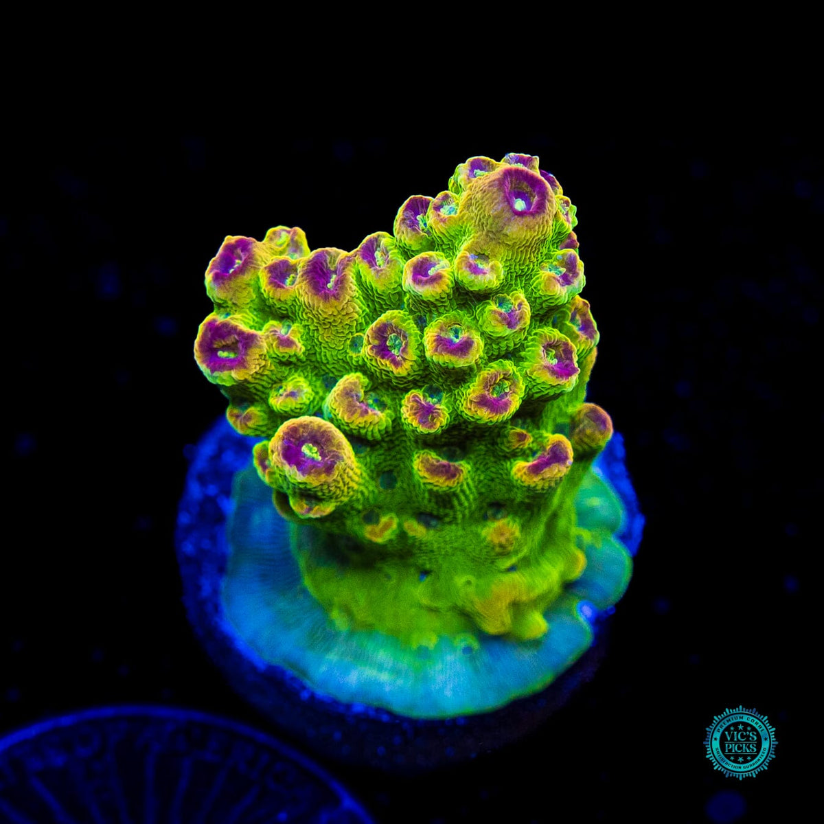 WWC Captain Caveman Acropora - Actinic Photo