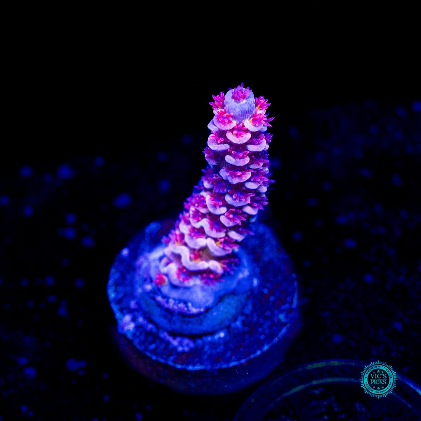 WWC Sex Panther Tenuis Acropora - Actinic Photo