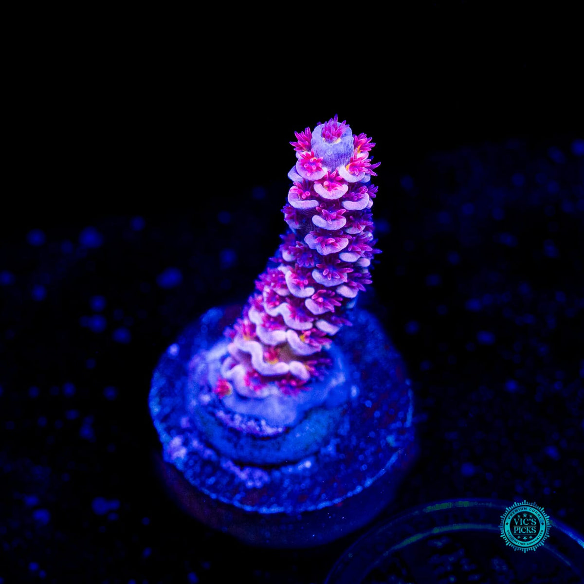 WWC Sex Panther Tenuis Acropora - Actinic Photo