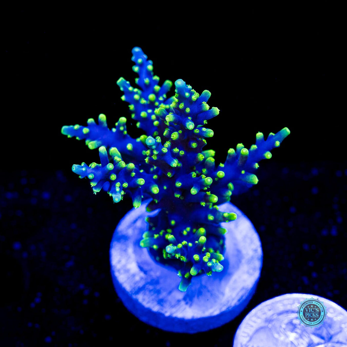 WWC Moonshine Acropora - Actinic Photo