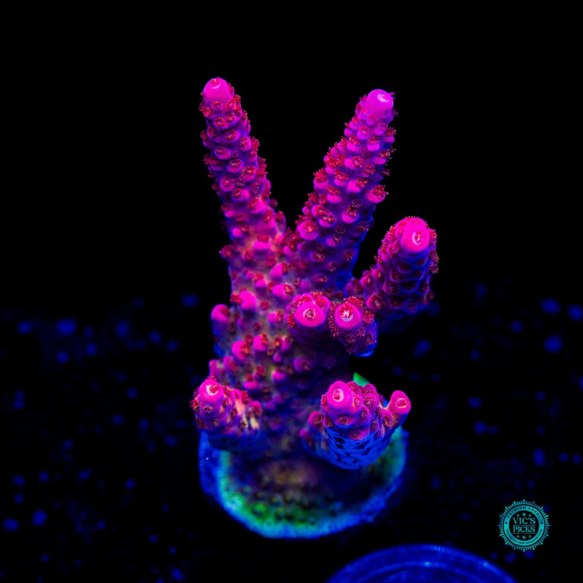 PC Rainbow Acropora - Actinic Photo