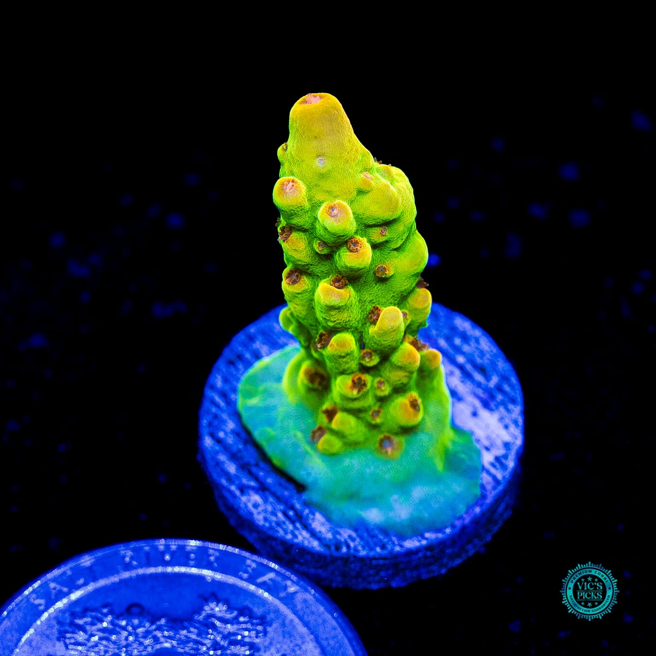 WWC Budgie Smuggler Acropora - Actinic Photo