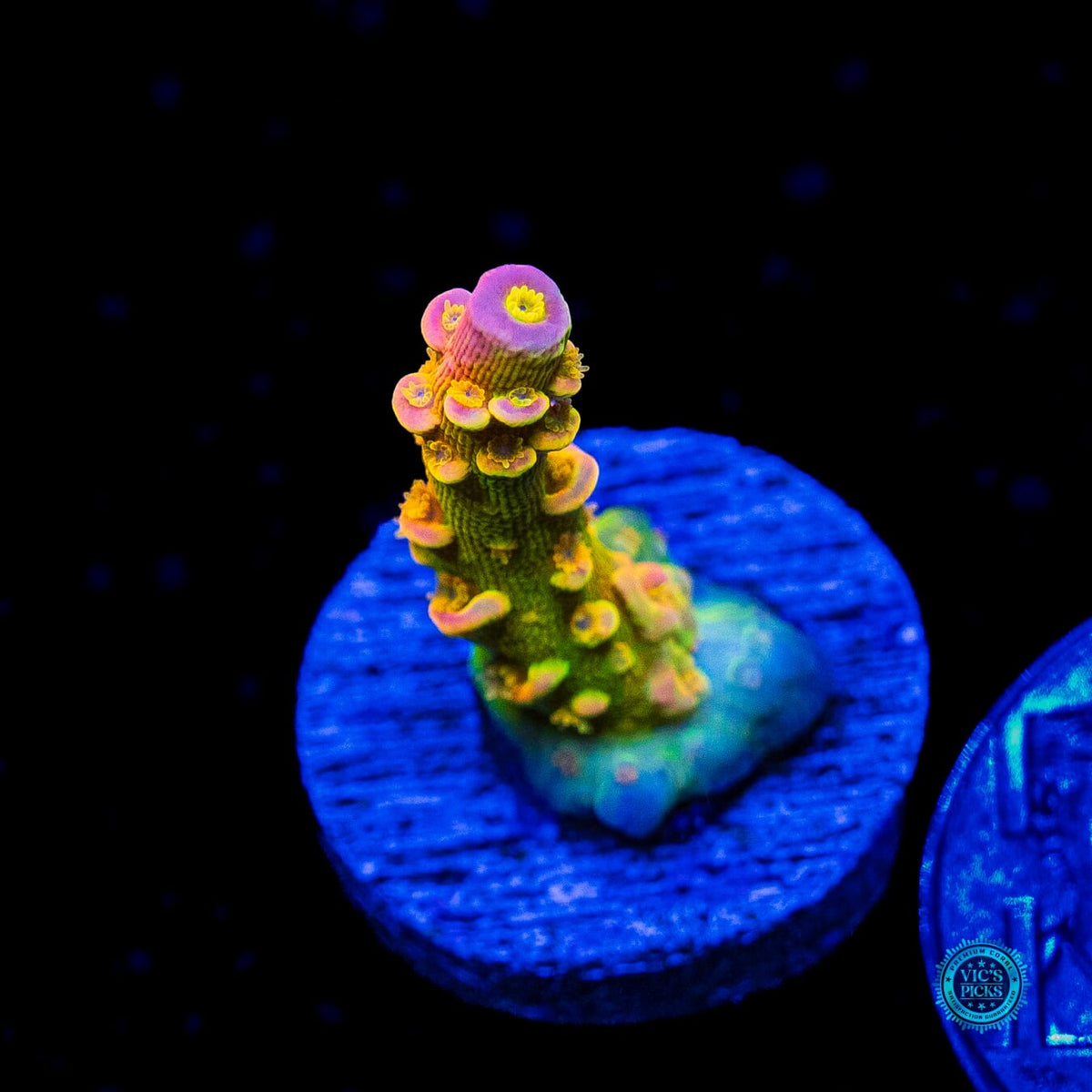 WD Tenuis Acropora - Actinic Photo