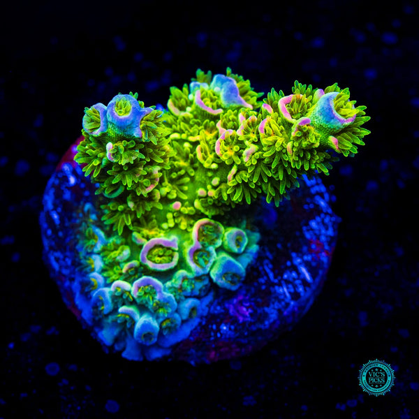 Jason Fox Homewrecker Acropora