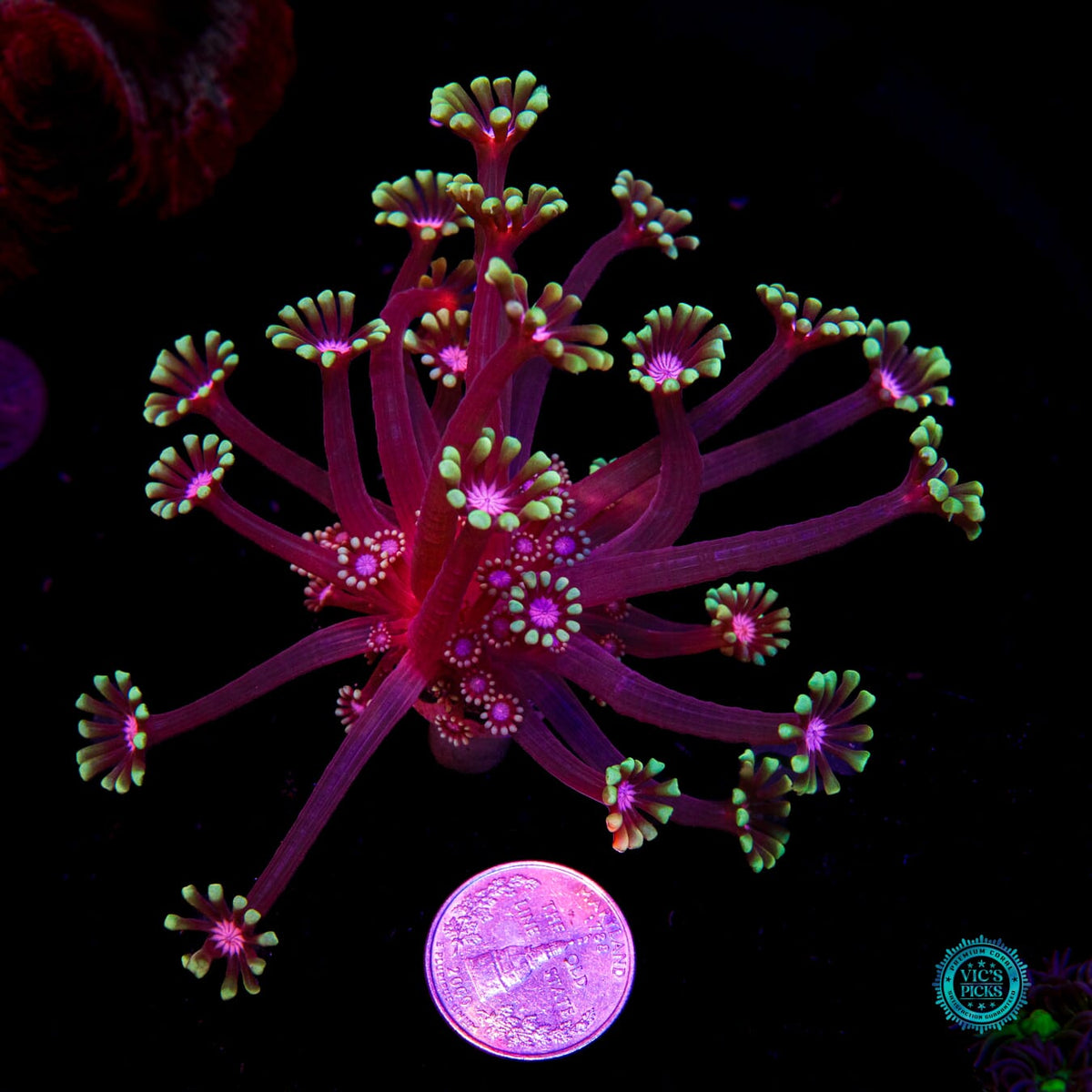 WWC Macho Man Alveopora - Daylight Photo
