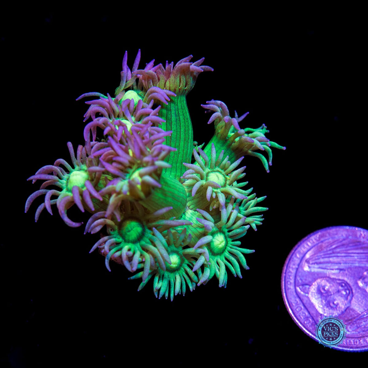 Blueberry Shadow Goniopora - Daylight Photo