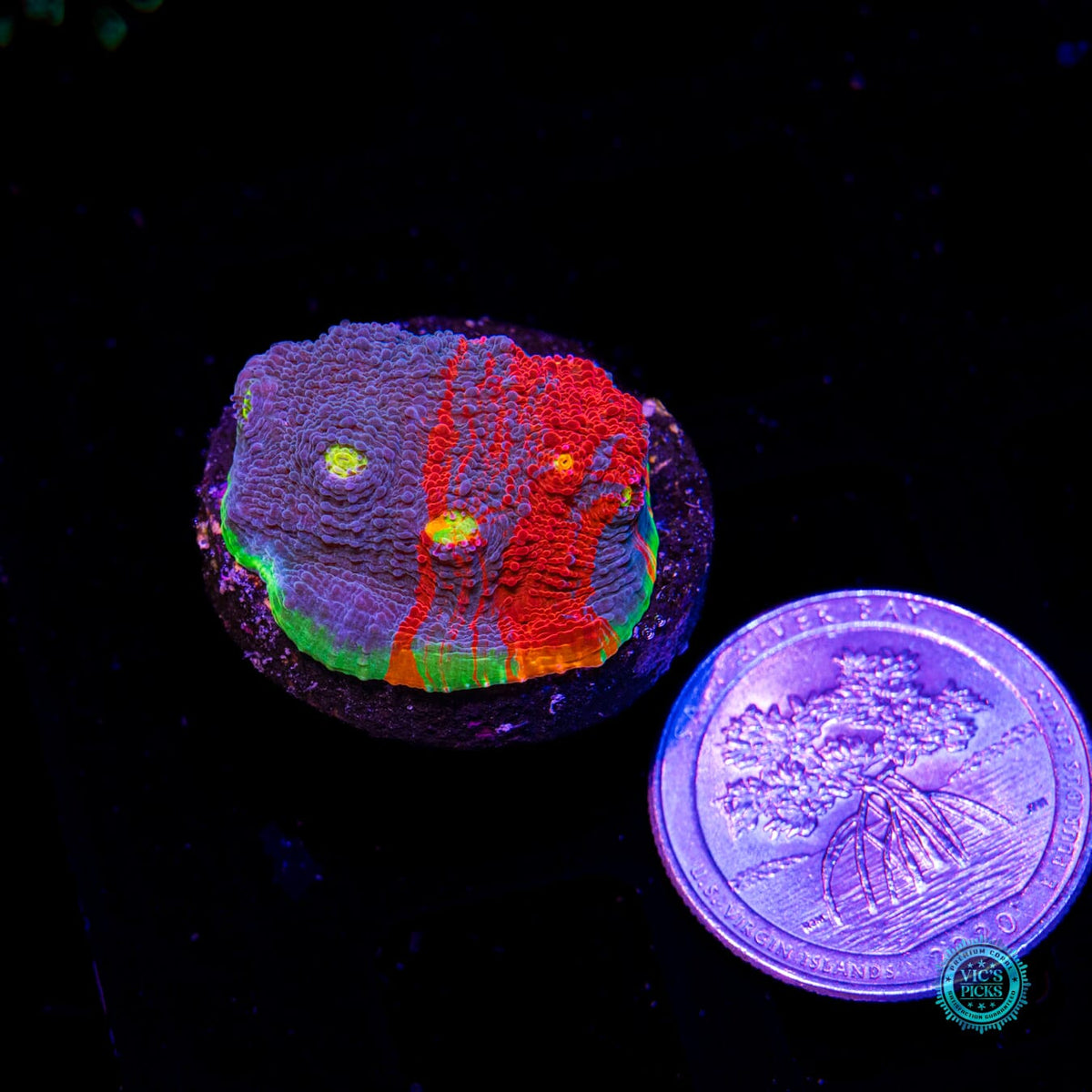 WWC Supa Fly Rainbow Chalice - Daylight Photo