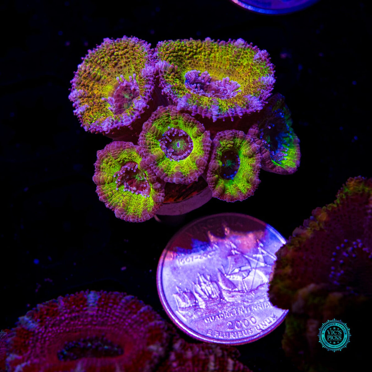 Lemon Bomb Aussie Lord - Daylight Photo