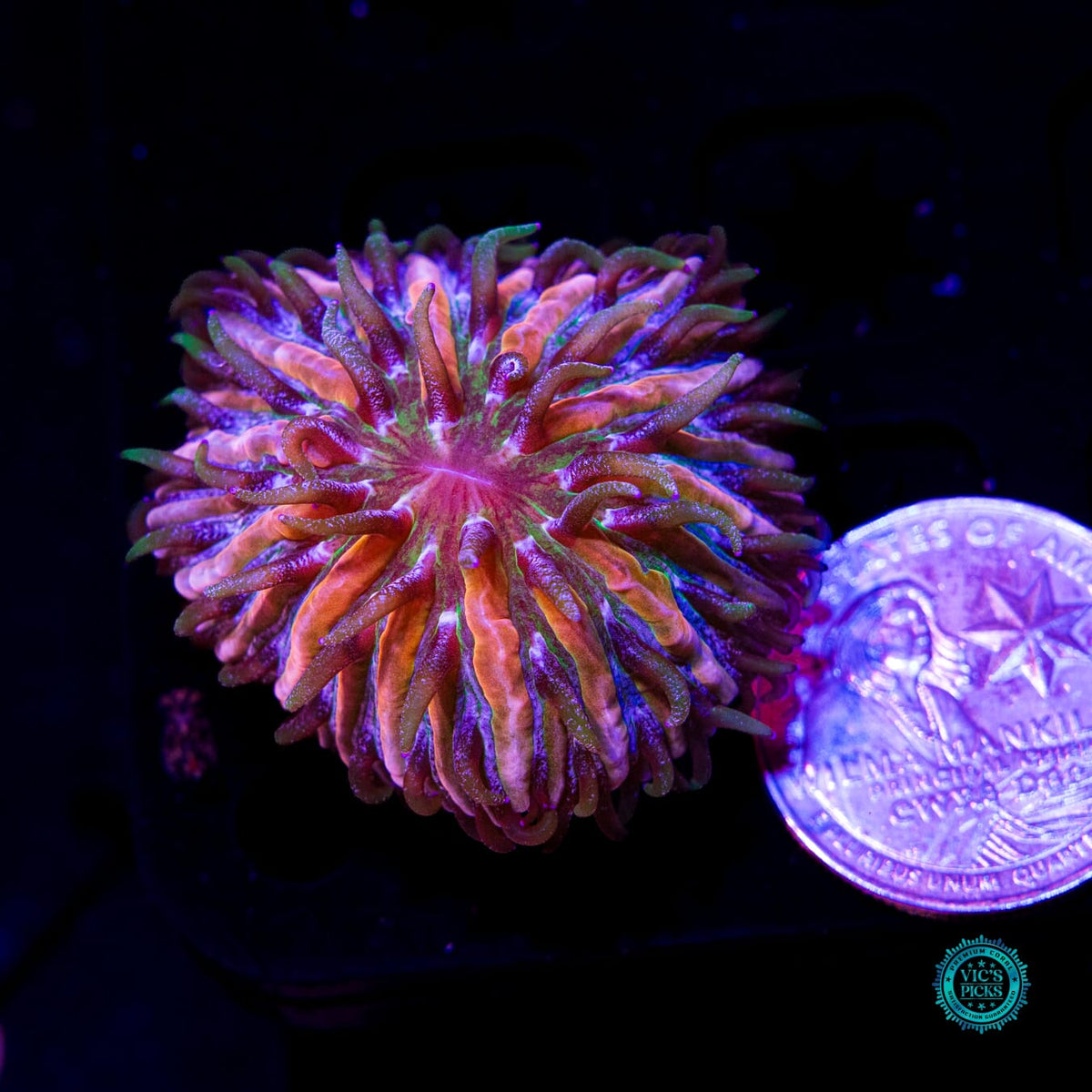 Baby Pink Zebra Plate - Daylight Photo