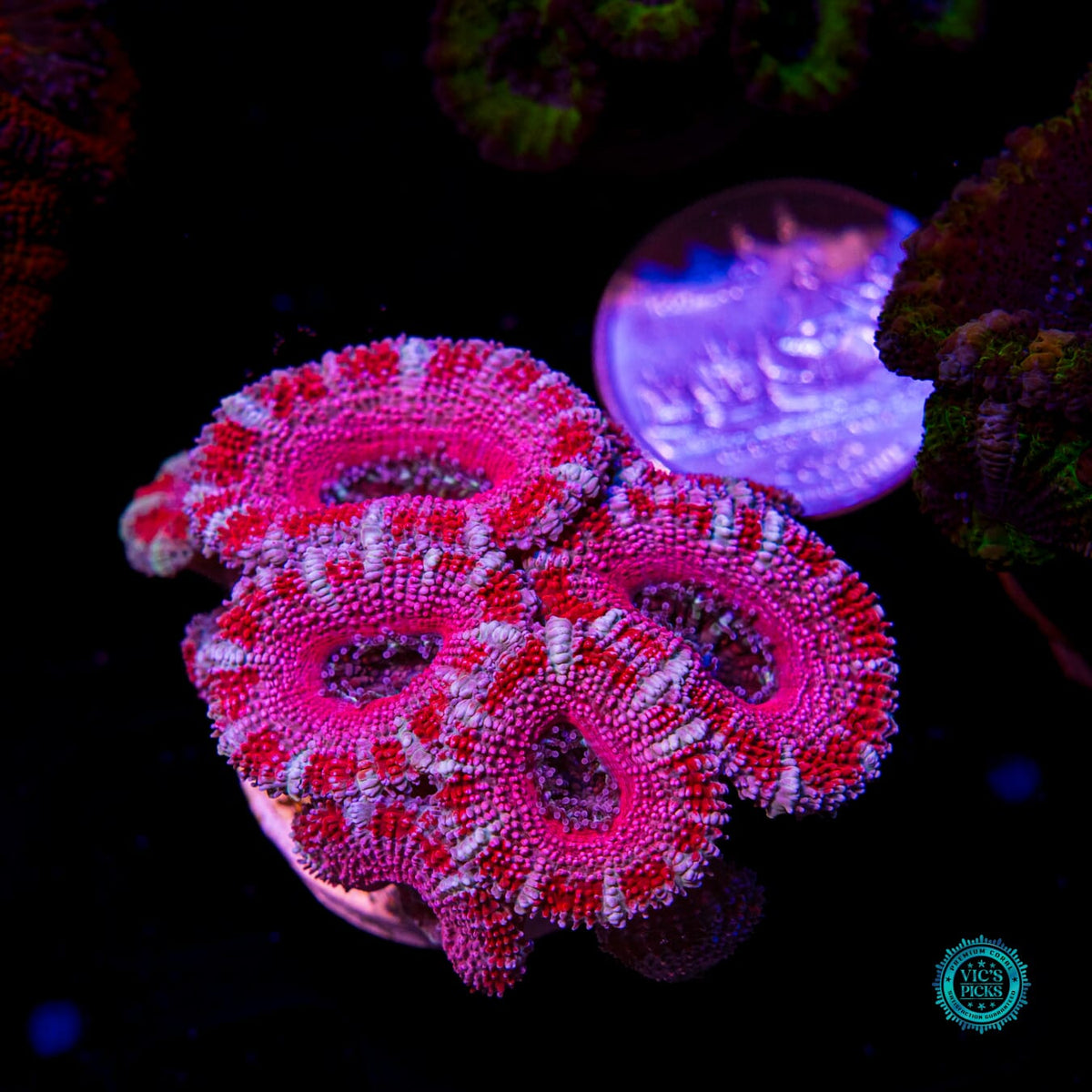 Cotton Candy Aussie Lord - Daylight Photo