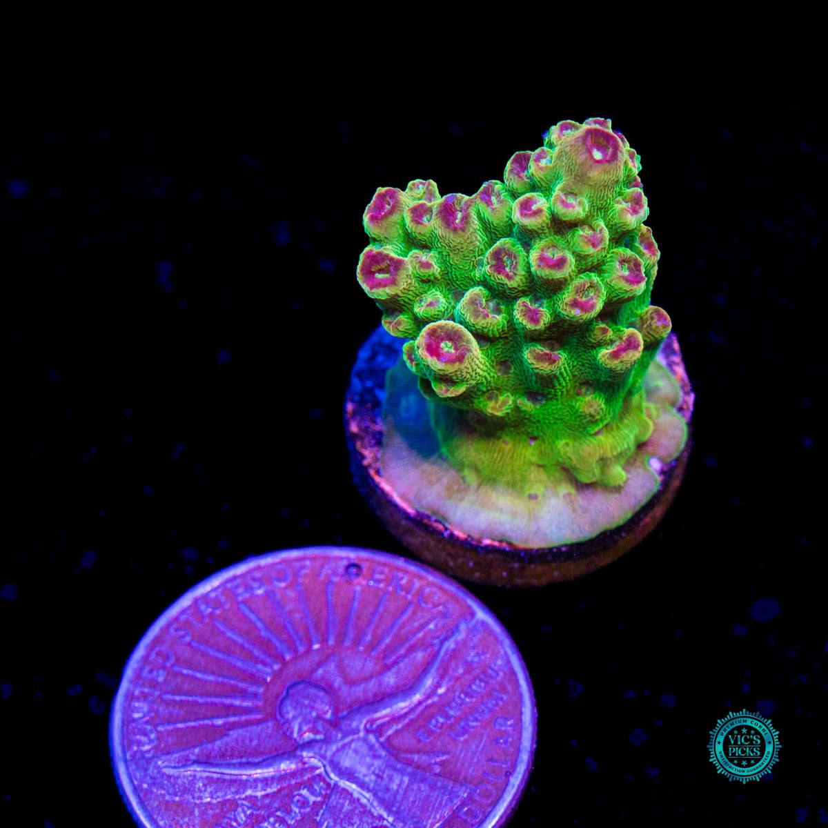 WWC Captain Caveman Acropora - Daylight Photo