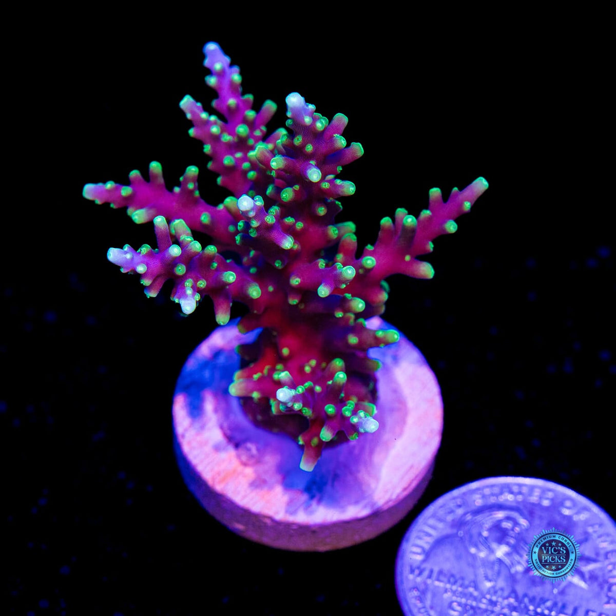 WWC Moonshine Acropora - Daylight Photo