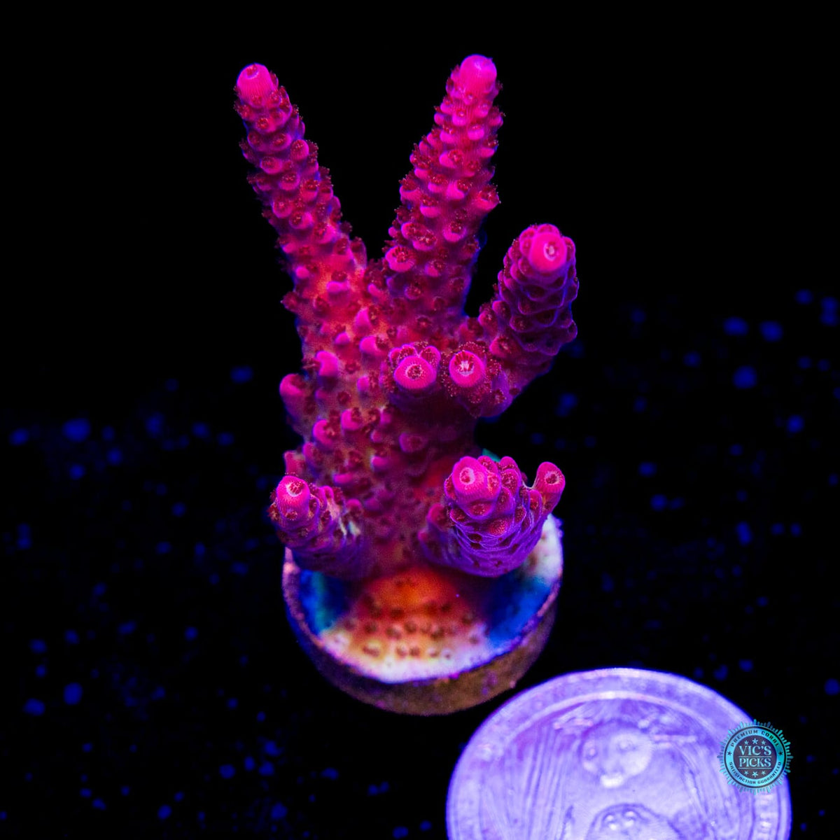 PC Rainbow Acropora - Daylight Photo